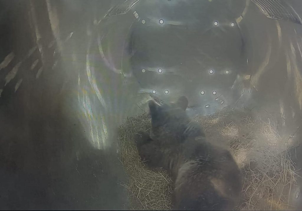 El Principado traslada a la osezna Alba al recinto de aclimatación de Valsemana, en León, antes de su reintroducción en el medio natural