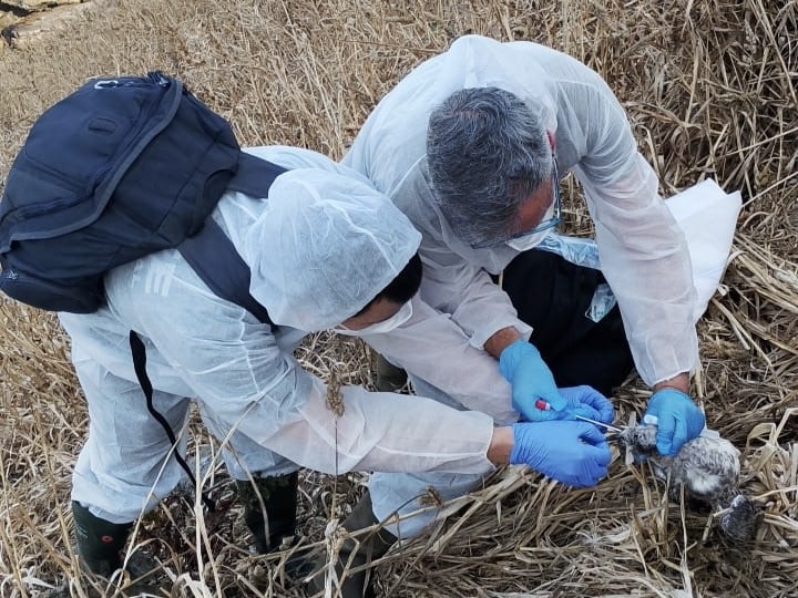 Medio Rural recoge muestras de una decena de pollos de gaviota muertos en la isla Herbosa, en el entorno de cabo Peñas Medio Rural recoge muestras de una decena de pollos de gaviota muertos en la isla Herbosa, en el entorno de cabo Peñas