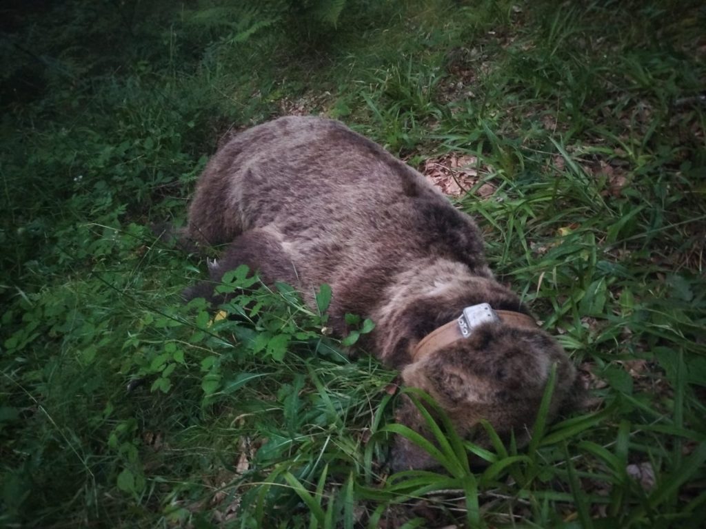 Hallan muerto en Somiedo un oso adulto de 110 kilos radiomarcado por la Junta de Castilla y León Hallan muerto en Somiedo un oso adulto de 110 kilos radiomarcado por la Junta de Castilla y León