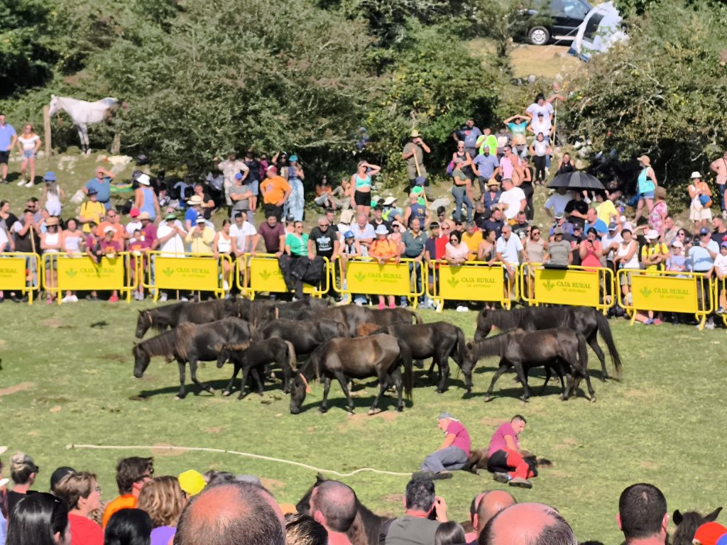 Gran éxito en la XLV Fiesta del Asturcón 2025 en Majada de Espineres Gran éxito en la XLV Fiesta del Asturcón 2025 en Majada de Espineres