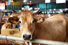 346 reses de 92 ganaderías participan en el 141º Certamen de Ganado de San Agustín 346 reses de 92 ganaderías participan en el 141º Certamen de Ganado de San Agustín