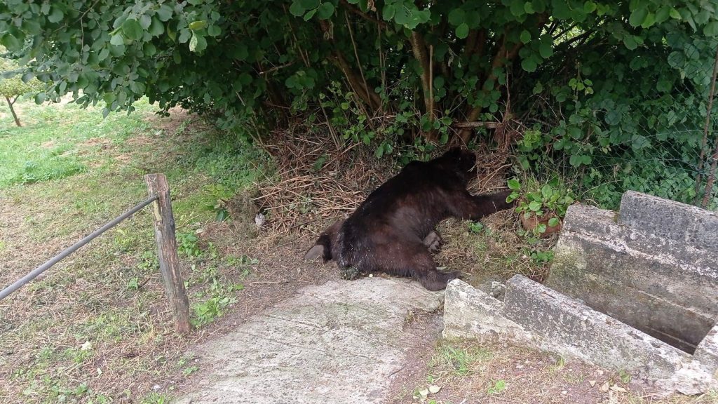 El Principado investiga como posible caso de furtivismo la muerte de un oso pardo en Belmonte El Principado investiga como posible caso de furtivismo la muerte de un oso pardo en Belmonte