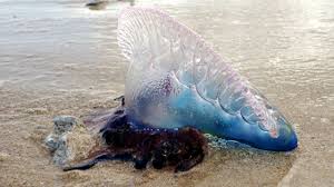 Carabelas portuguesas en la Playa de Salinas, Asturias Carabelas portuguesas en la Playa de Salinas, Asturias
